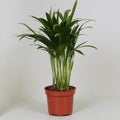 Areca Dypsis (guldfen) – Ø12 cm, 35 cm høj