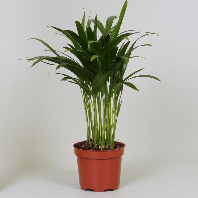Areca Dypsis (guldfen) – Ø12 cm, 35 cm høj