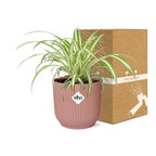 Chlorophytum comosum Variegatum in ELHO Vibes Fold 14cm roze (graslelie) – 10 cm hoog