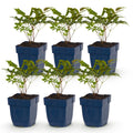 Astilbe 'Tricolour' (astilbe) – violet-rose-blanc – 6 plantes, Ø11 cm, 15–25 cm de haut