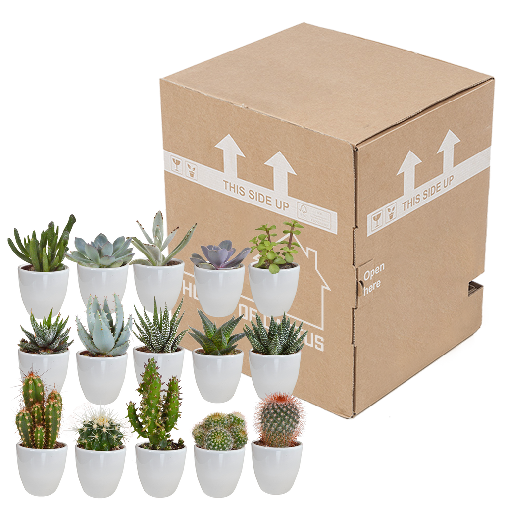 15× Cactus en vetplanten mix (Cactaceae) in witte pot – Ø7 cm, 13 cm hoog – foto 21