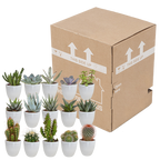 15× Cactus en vetplanten mix (Cactaceae) in witte pot – Ø7 cm, 13 cm hoog