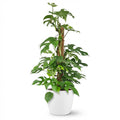 Monstera Minima (mini-monstera) dans pot décoratif blanc – Ø19 cm, 90 cm de haut