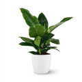 Philodendron Imperial Green dans pot de culture blanc – Ø19 cm, 65 cm de haut