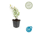 Hypericum 'Hidcote' (perikon) – 12 planter, Ø9 cm, 10–25 cm høje