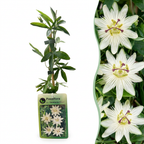 Passiflora caerulea 'Constance Elliott' (passiflore) – blanc – 2 plantes, Ø9 cm, 35 cm de haut