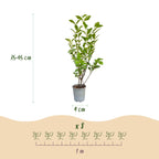 Ligustrum ovalifolium (almindelig liguster) – 24 planter, Ø9 cm, 35–45 cm høje