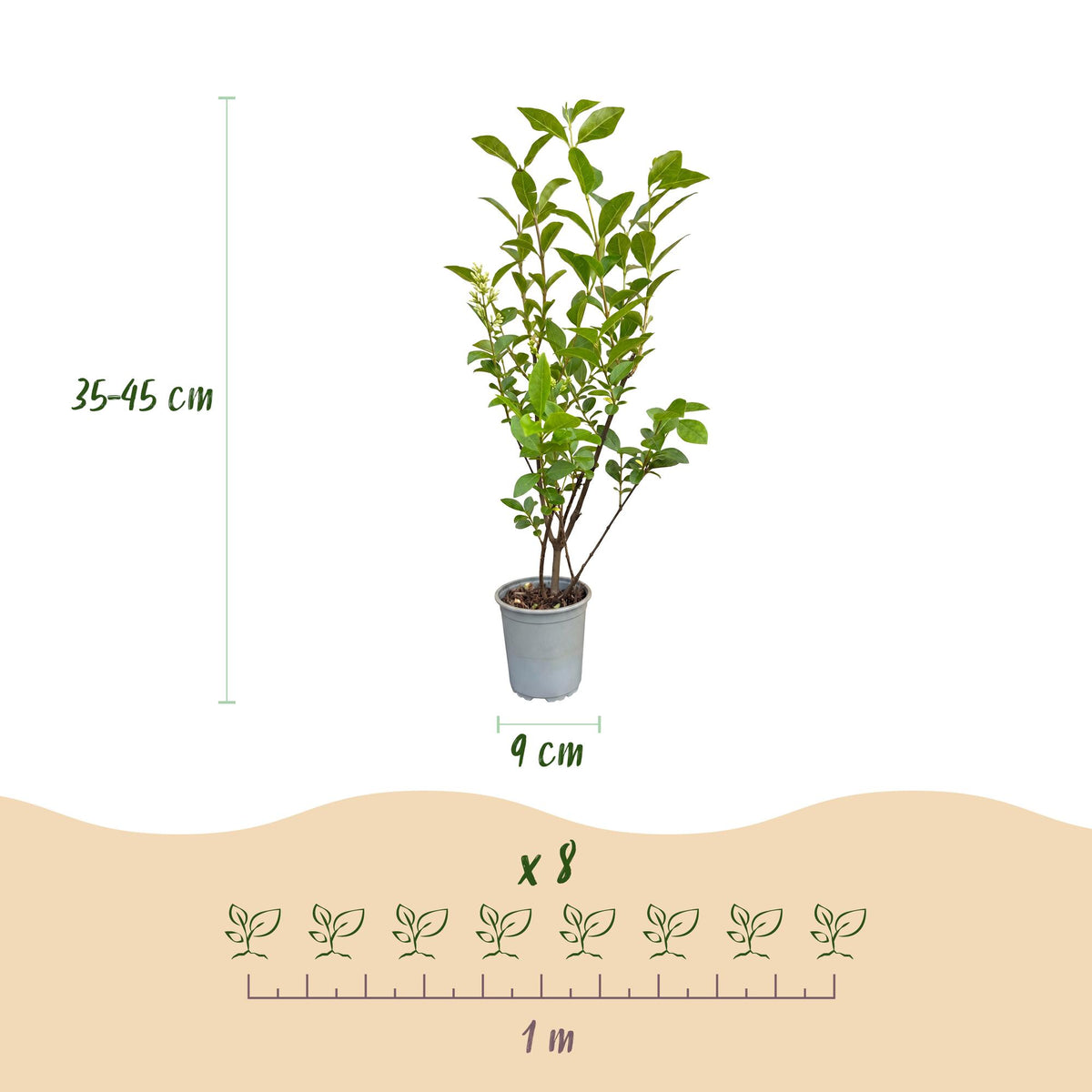 Ligustrum ovalifolium (common privet) – 24 plants, Ø9 cm, 35–45 cm high – photo 4