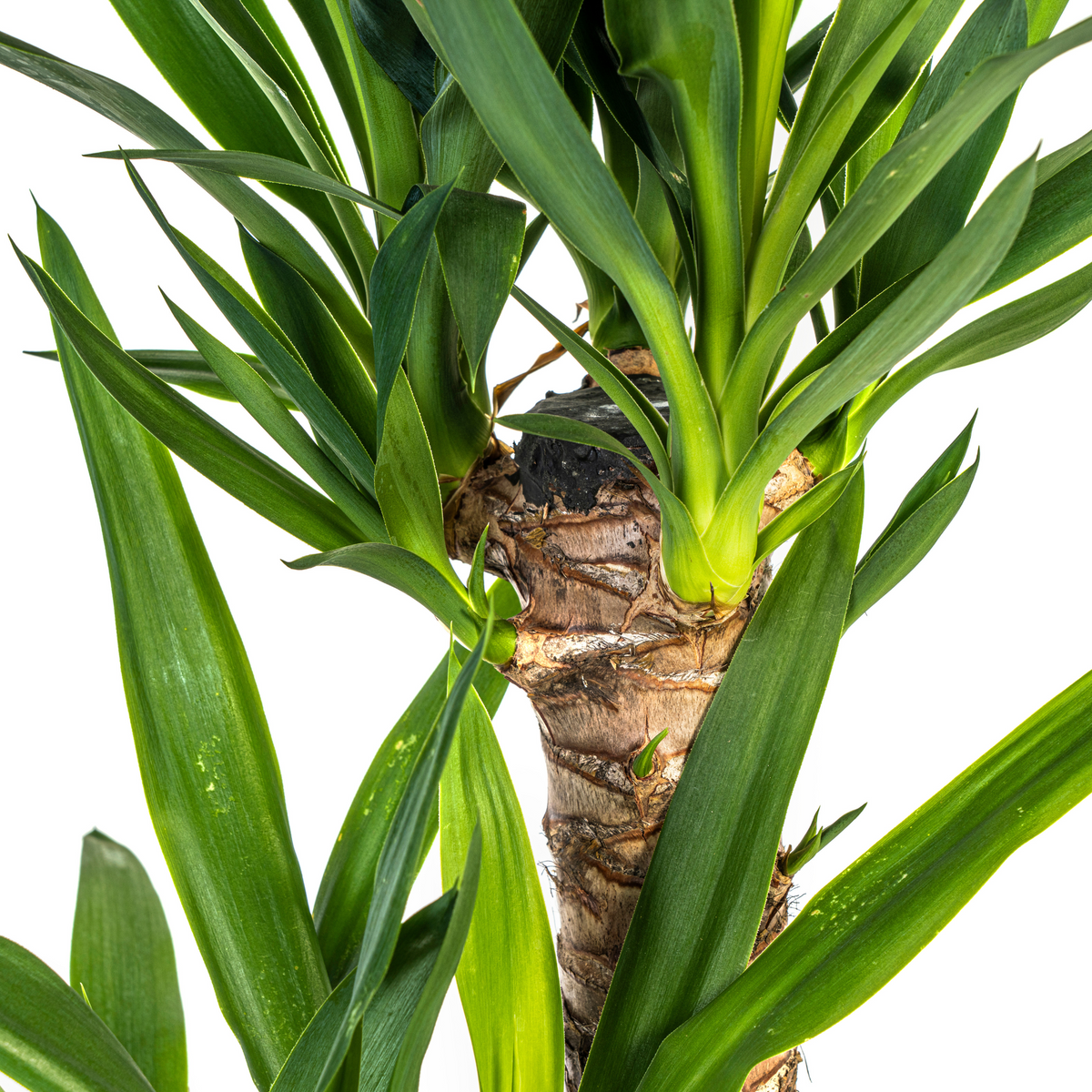 Yucca elephantipes – Ø 19 cm, 70–90 cm hoch