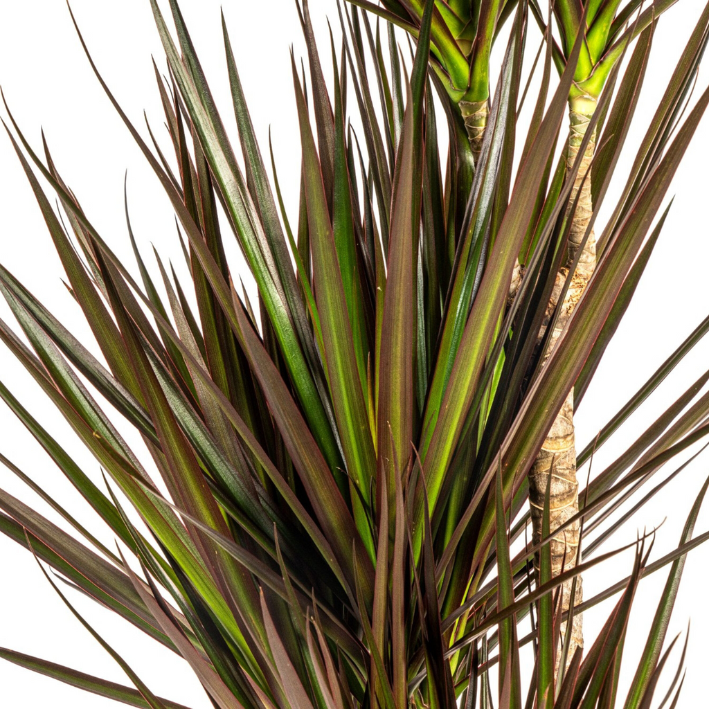 Dracaena marginata Magenta (arbre dragonnier) – Ø21 cm, 110–130 cm de haut