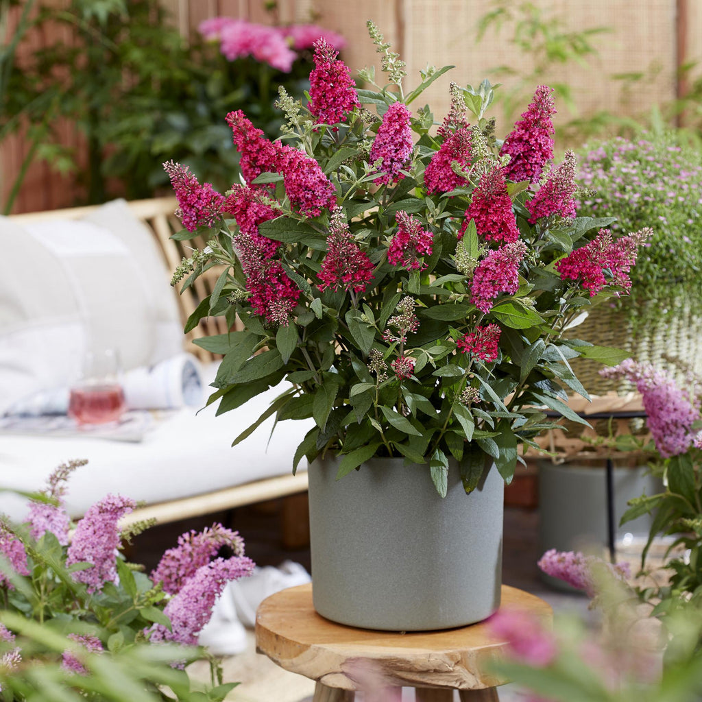 Buddleja davidii 'Butterfly Candy Little Ruby' (vlinderstruik) – rood – 3 planten, Ø12 cm, 20–25 cm hoog