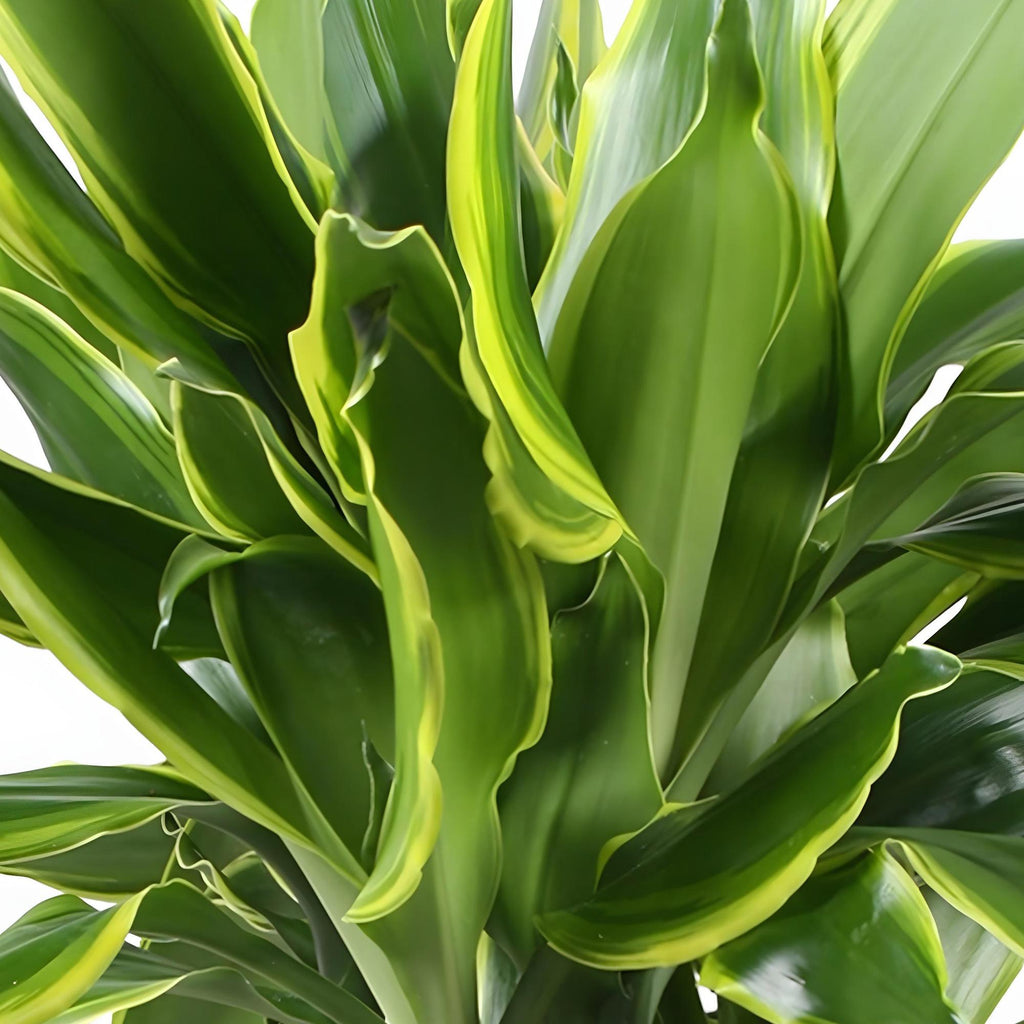 2× Dracaena fragrans Golden Coast (dragebreg) – Ø17 cm, 50–55 cm høj – billede 5