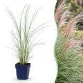 Miscanthus sinensis 'Morning Light' (Japanisches Silbergras) – Ø 11 cm, 15–25 cm hoch