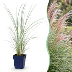 Miscanthus sinensis 'Morning Light' (Japanisches Silbergras) – Ø 11 cm, 15–25 cm hoch
