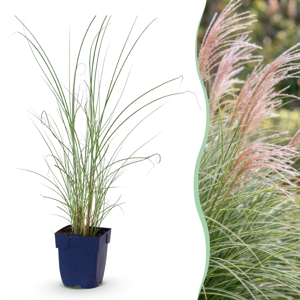 Miscanthus sinensis 'Morning Light' (Japanisches Silbergras) – Ø 11 cm, 15–25 cm hoch