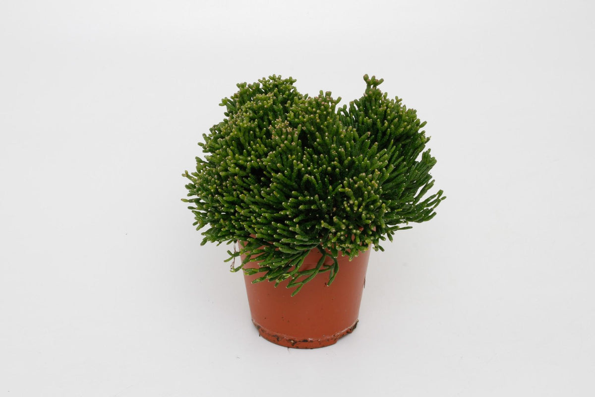 Hatiora salicorniodes – Ø 12 cm, 15 cm hoch