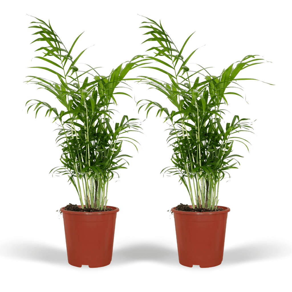 2× Mexicaanse Bergpalm (Chamaedorea) – Ø17 cm, 55 cm hoog