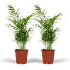 2× Mexicaanse Bergpalm (Chamaedorea) – Ø17 cm, 55 cm hoog