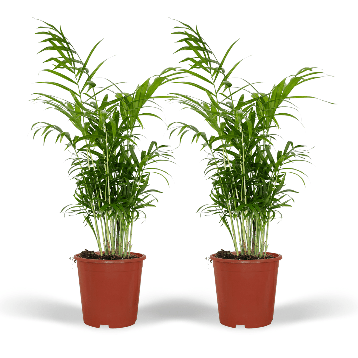 2× Mexicansk bjerglpalme (Chamaedorea) – Ø17 cm, 55 cm høj