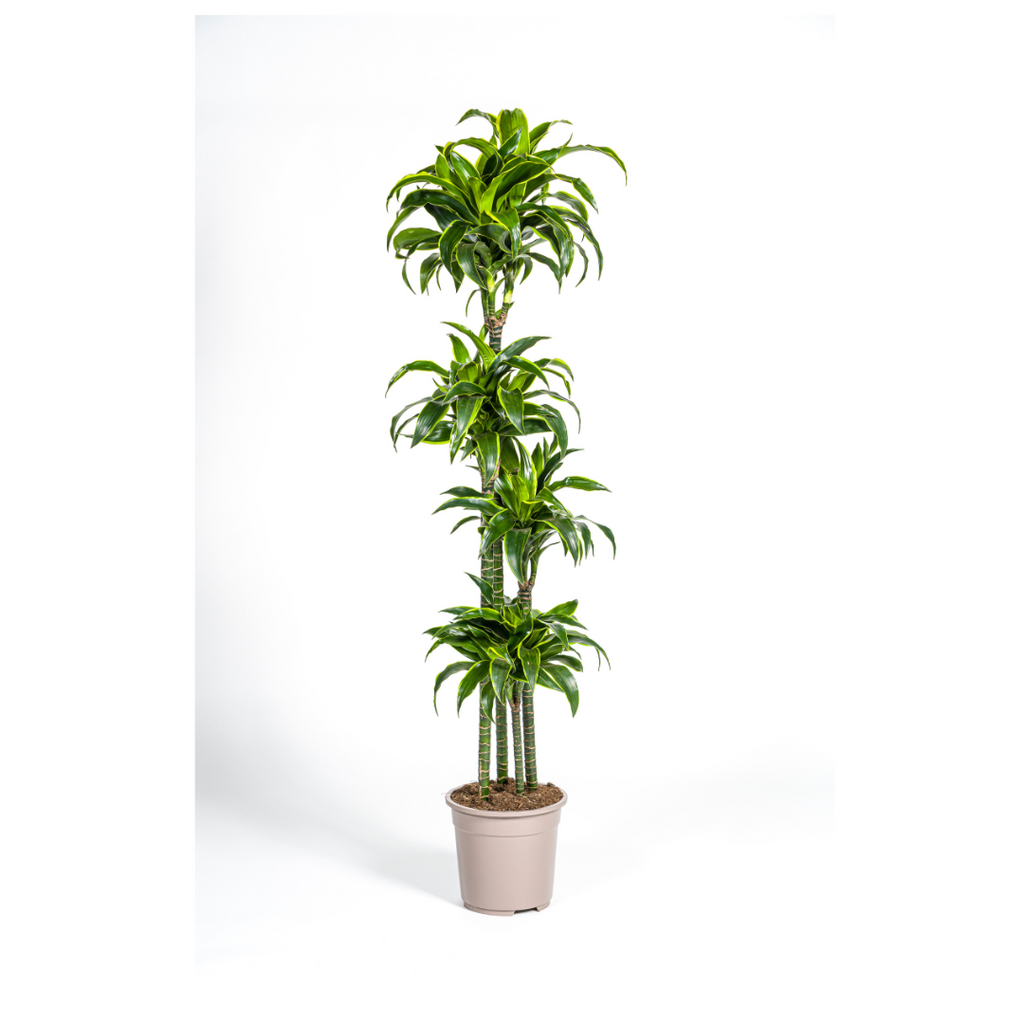 Dracaena Deremensis Dorado (drakenboom) – Ø27 cm, 170–190 cm hoog