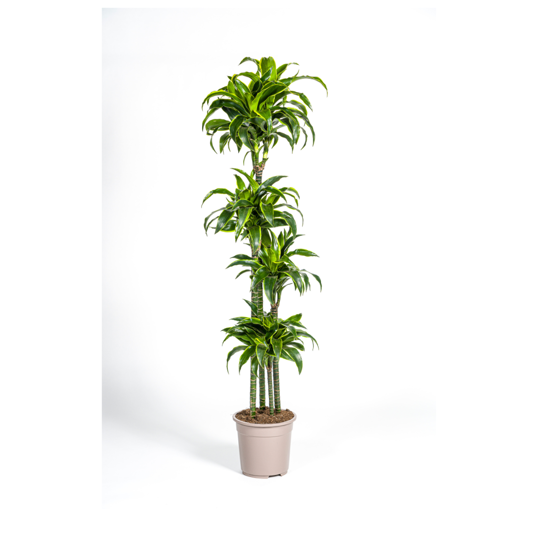 Dracaena Deremensis Dorado (drakenboom) – Ø27 cm, 170–190 cm hoog