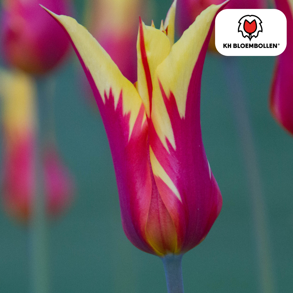 Tulp 'Fire Wings' – 20 bloembollen (bolmaat 11/12)