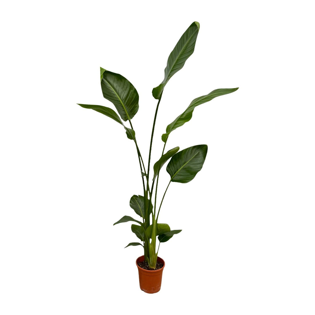 2× Strelitzia nicolai (vit paradisfågelblomma) – Ø17 cm, 130 cm hög – bild 2