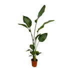 2× Strelitzia nicolai (vit paradisfågelblomma) – Ø17 cm, 130 cm hög