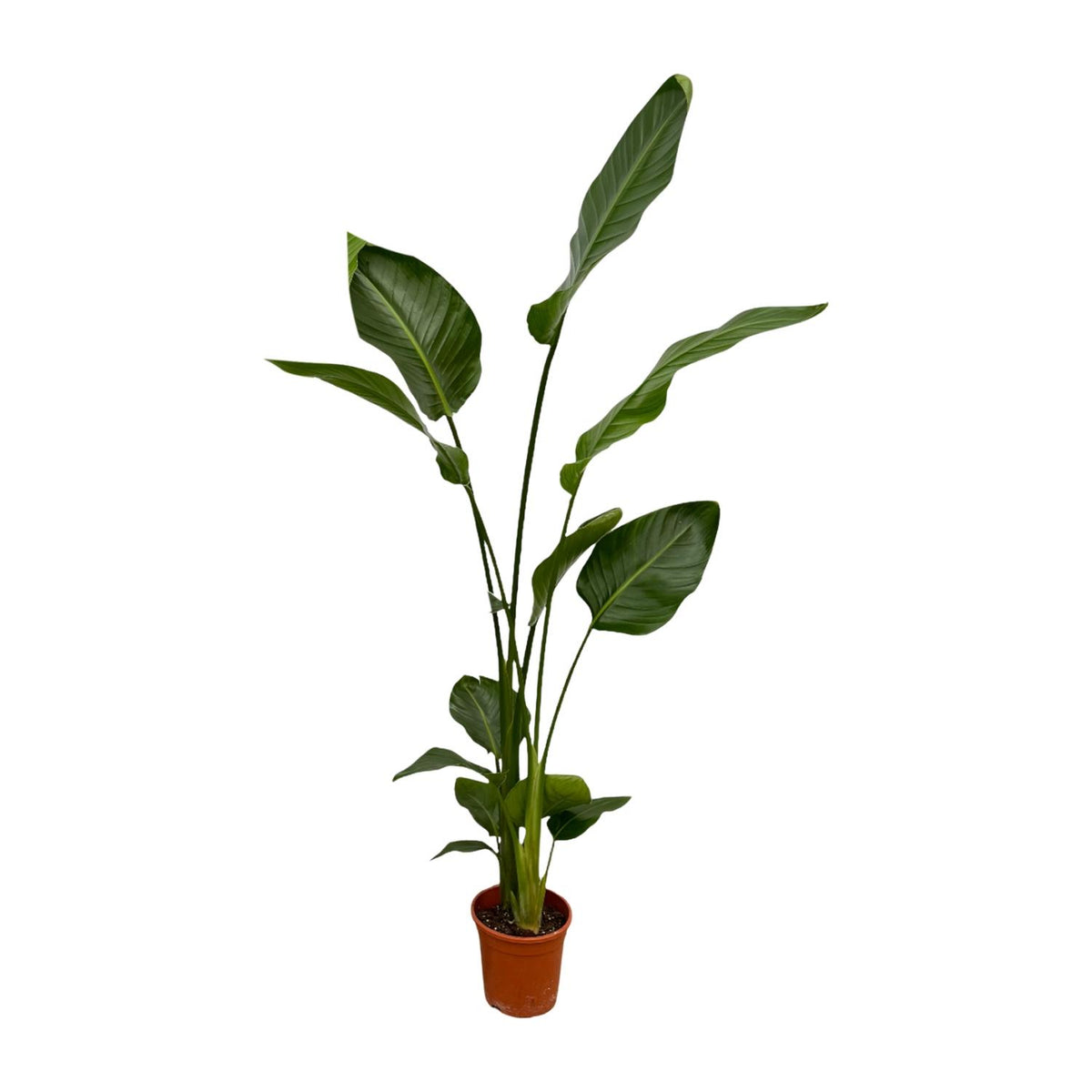 2× Strelitzia nicolai (vit paradisfågelblomma) – Ø17 cm, 130 cm hög – bild 2