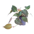 Philodendron scandens 'Micans' – Ø12 cm, 20 cm hoog