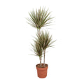 Dracaena Bicolor (drakenboom) – Ø21 cm, 120 cm hoog