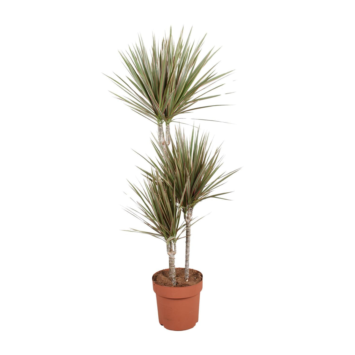 Dracaena Bicolor (Drachenbaum) – Ø 21 cm, 120 cm hoch