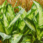 Dieffenbachia met mand – Ø17 cm, 45–50 cm hoog