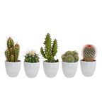 Kaktusmix (Cactaceae) i hvid potte – Ø6 cm, 40 cm høj