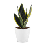 Sansevieria Future Superb (mother-in-law's tongue) in white Potter decorative pot – Ø12 cm, 35 cm high