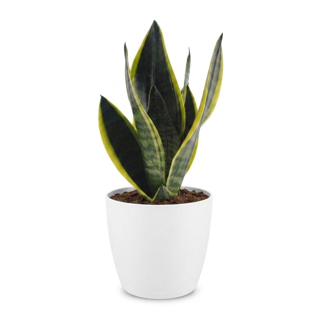Sansevière Future Superb (langue de belle-mère) dans pot décoratif blanc – Ø12 cm, 35 cm de haut – photo 2