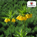 Couronne impériale 'Lutea' – 5 bulbes