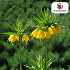 Couronne impériale 'Lutea' – 5 bulbes