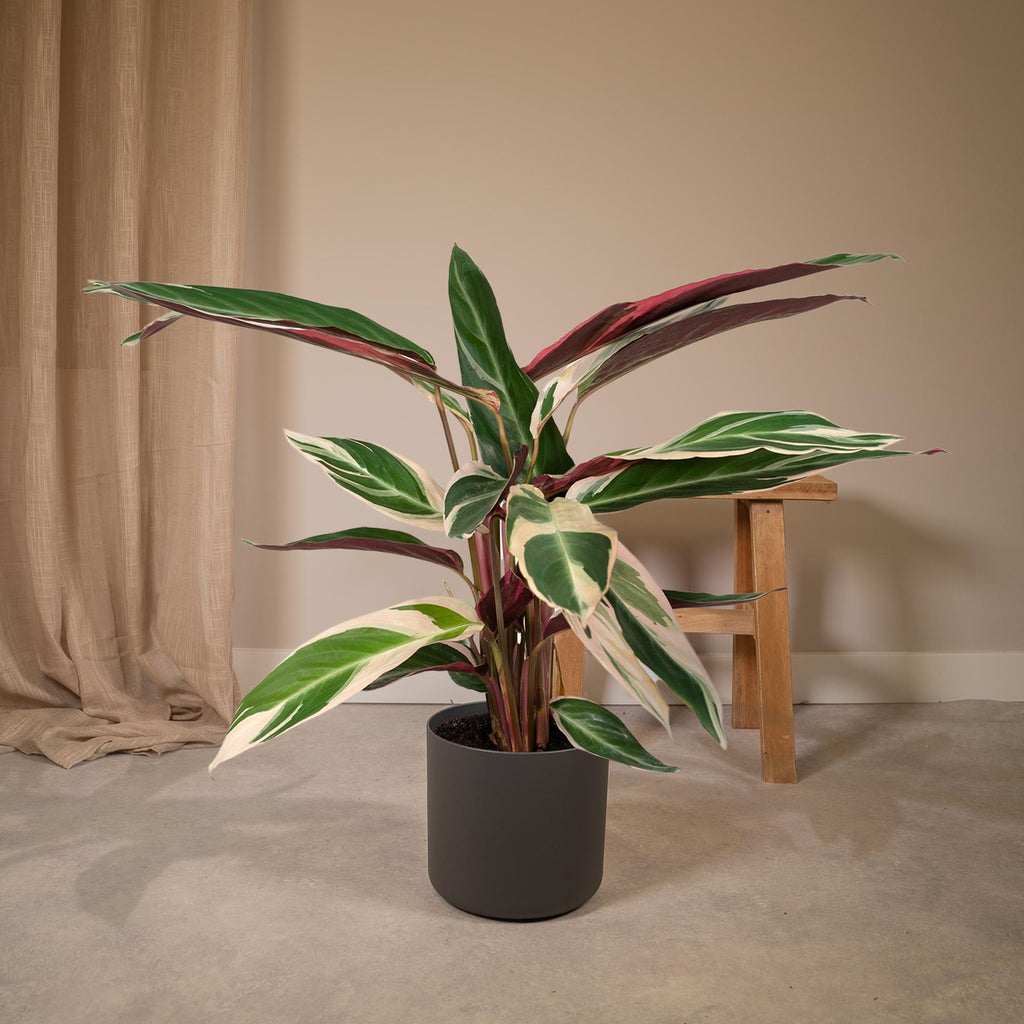 Calathea Triostar – Ø19 cm, 70 cm hög