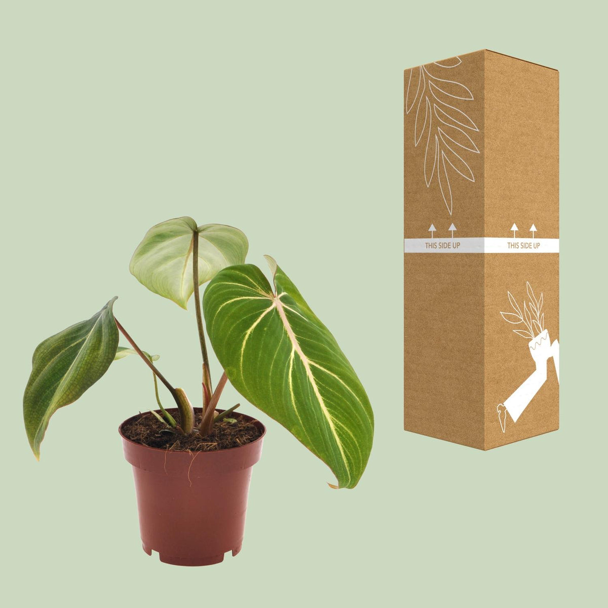 Philodendron selloum Atom – Ø12 cm, 25 cm hoog