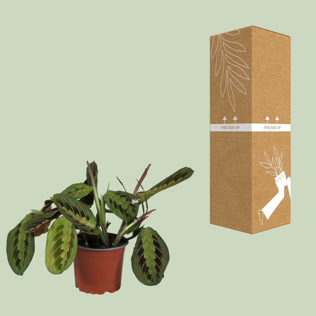 Maranta leuconeura Fascinator (plante prieuse) – Ø12 cm, 30 cm de haut – photo 3