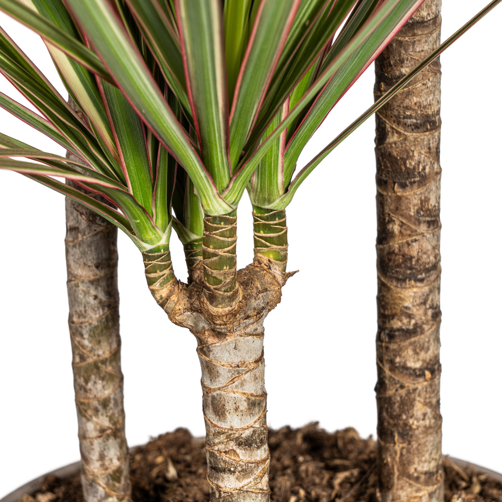 Dracaena marginata Bicolor (arbre dragonnier) – Ø21 cm, 110–130 cm de haut