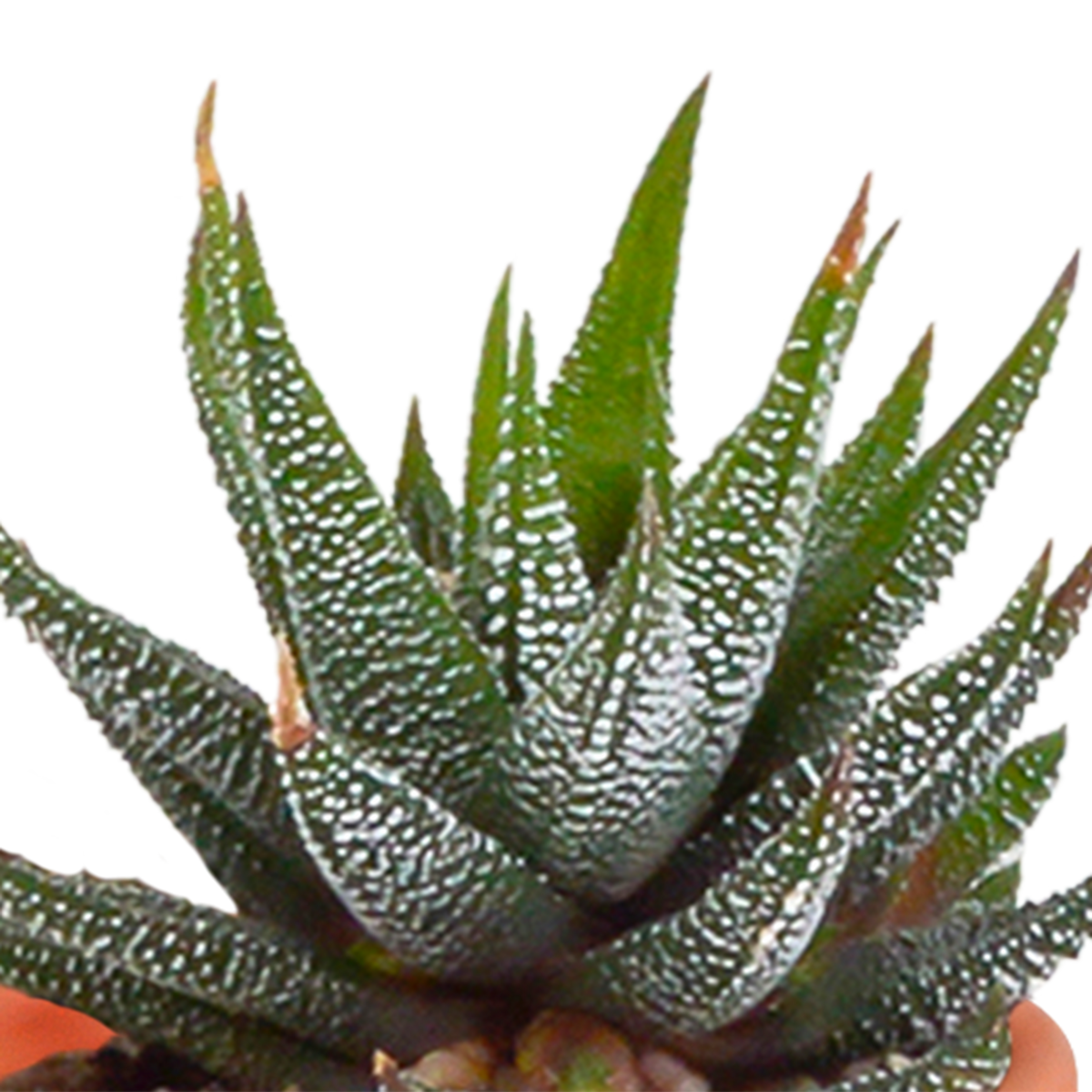 15× Mélange de cactus et plantes grasses (Cactaceae) – Ø6 cm, 13 cm de haut – photo 11