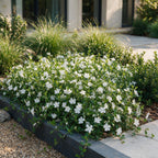 Vinca minor alba (pervenche) – blanc – 6 plantes, Ø11 cm, 15–25 cm de haut