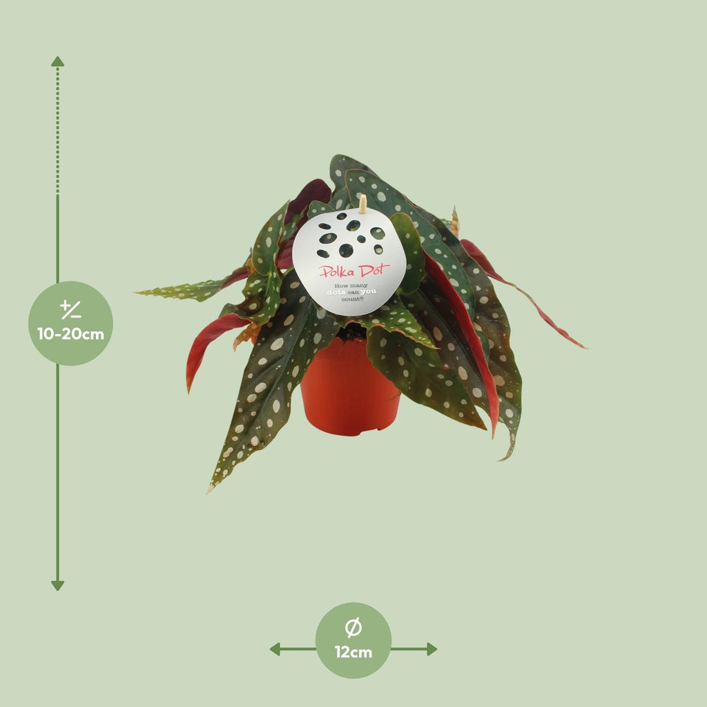 Begonia Maculata – Ø12 cm, 20 cm hoog