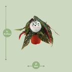 Begonia Maculata – Ø12 cm, 20 cm hoog