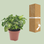 Syngonium Pixie – Ø 12 cm, 20 cm hoch