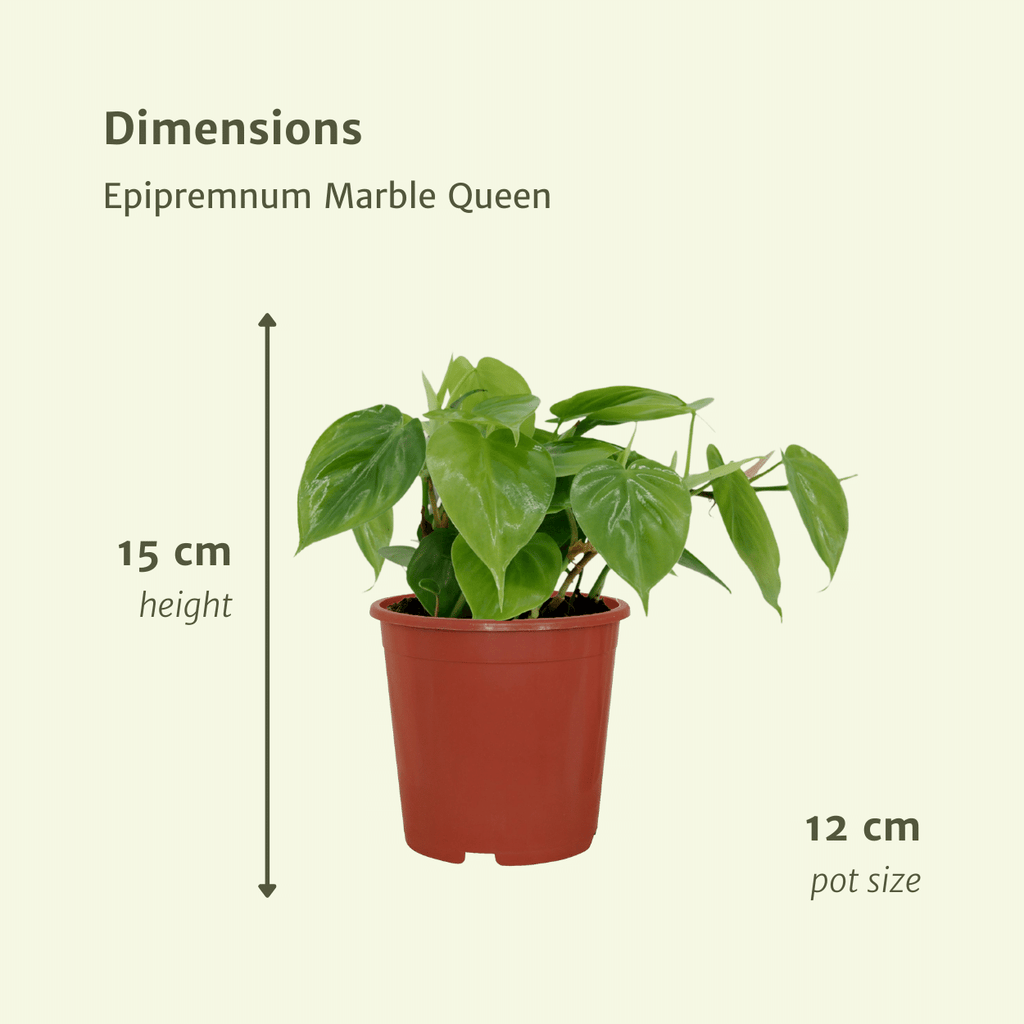 2× Philodendron scandens – Ø12 cm, 15 cm hoch