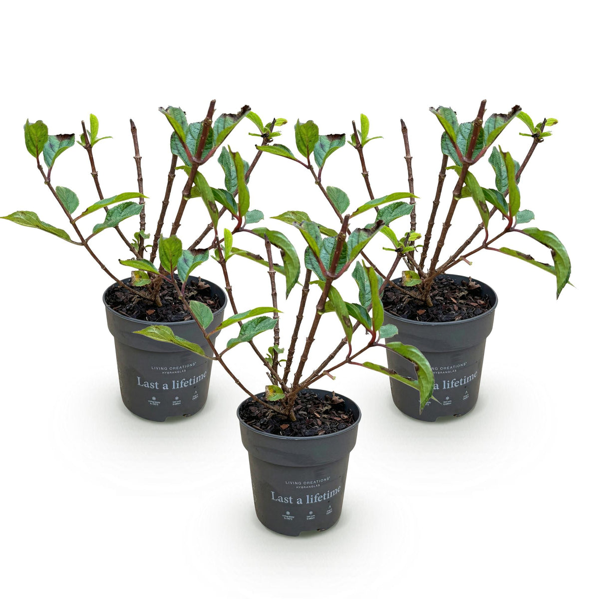 Hydrangea panniculata 'Living Little Rosy' (pluimhortensia) – roze – 3 planten, Ø12 cm, 20–30 cm hoog