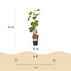 Ficus carica 'Rouge De Bordeaux' (Feigenbaum) – 2 Pflanzen, Ø15 cm, 50 cm hoch